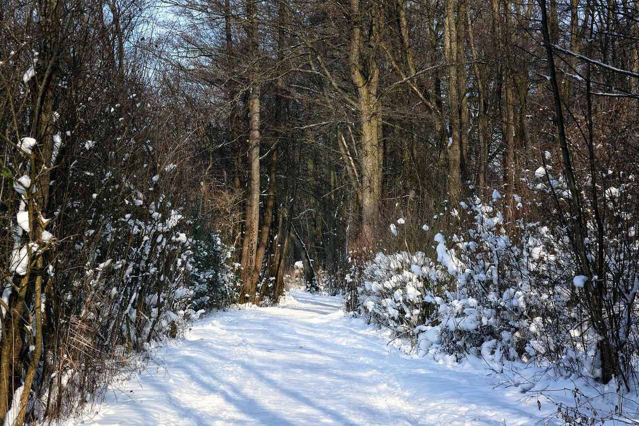 winter snow forest free photo