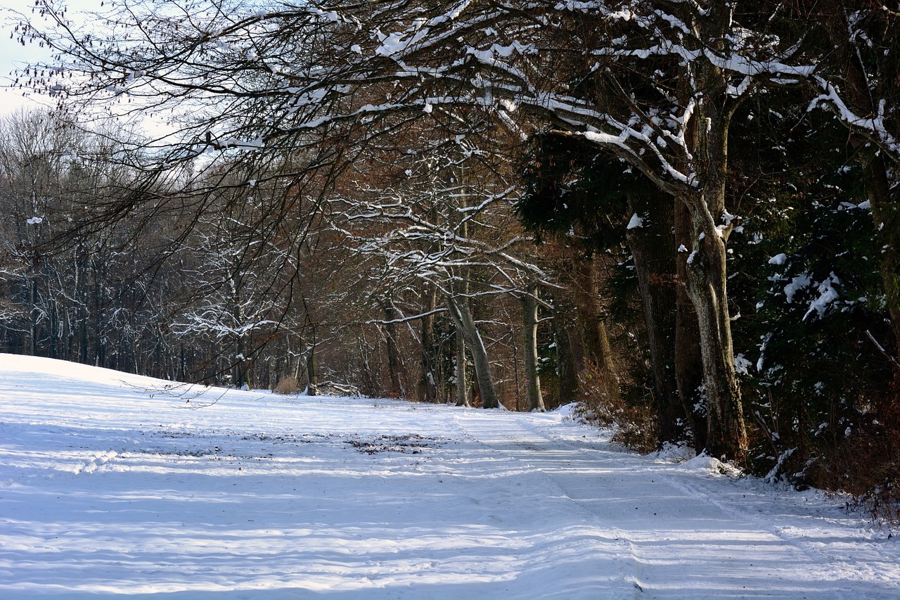 winter snow forest free photo