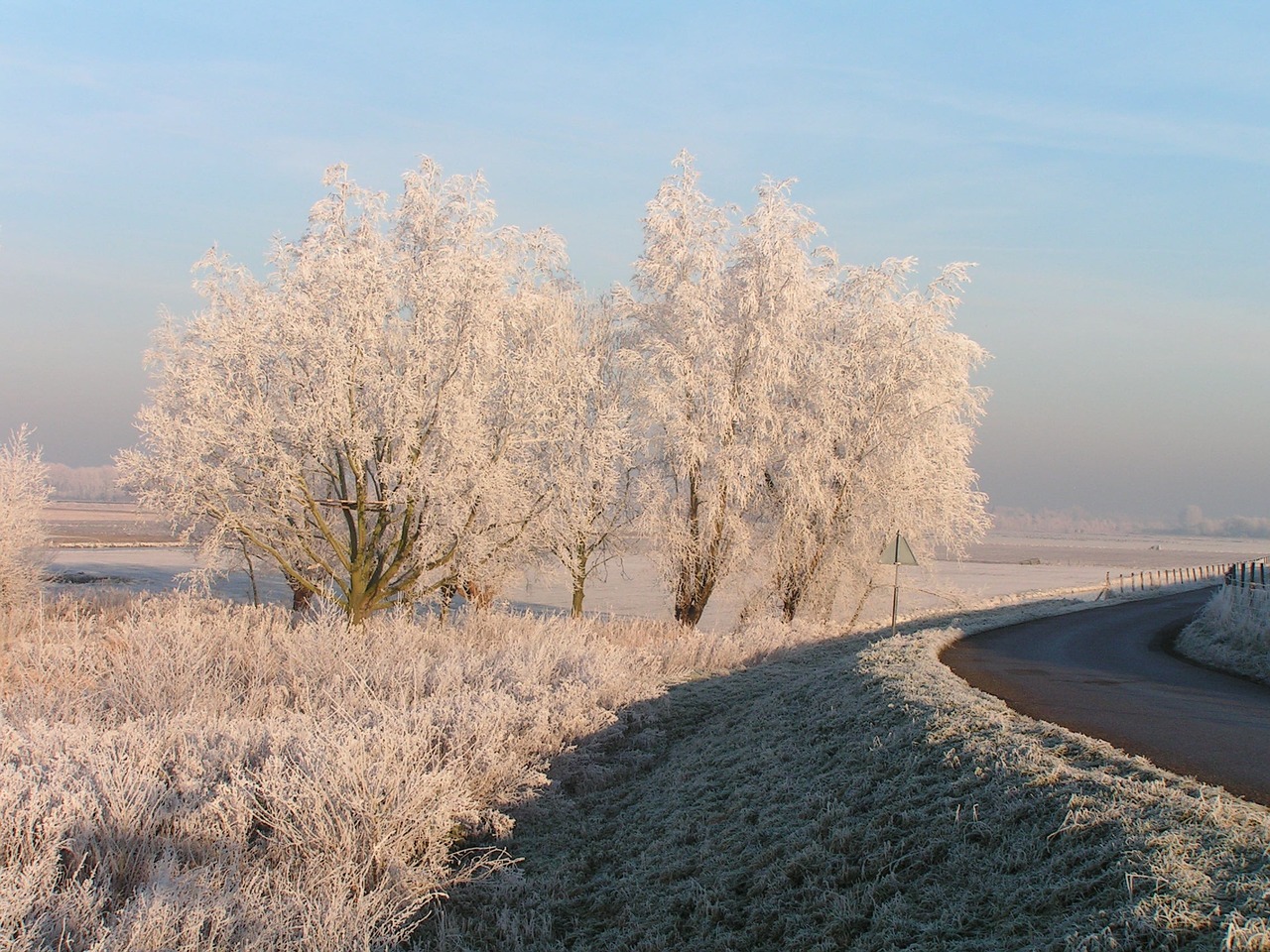 winter ripe tree free photo