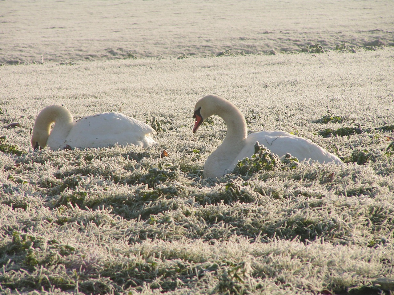 winter pasture swan free photo