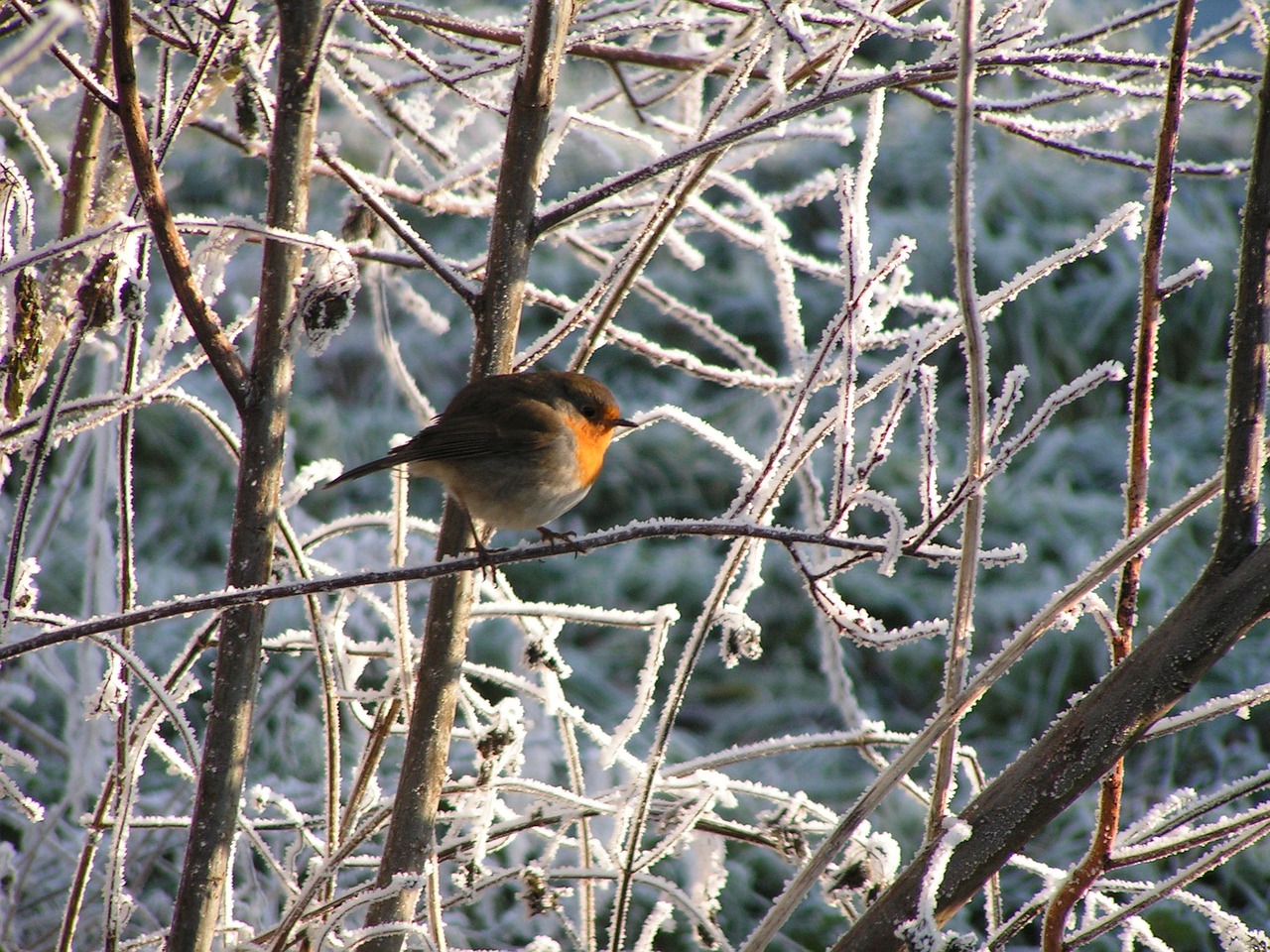 winter robin frost free photo