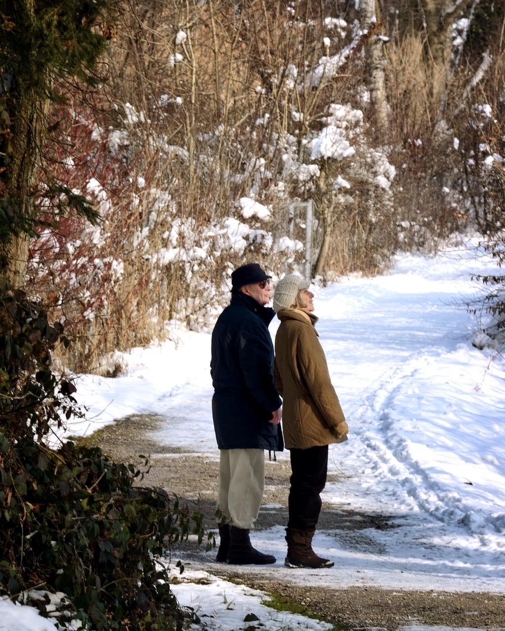 winter snow forest free photo