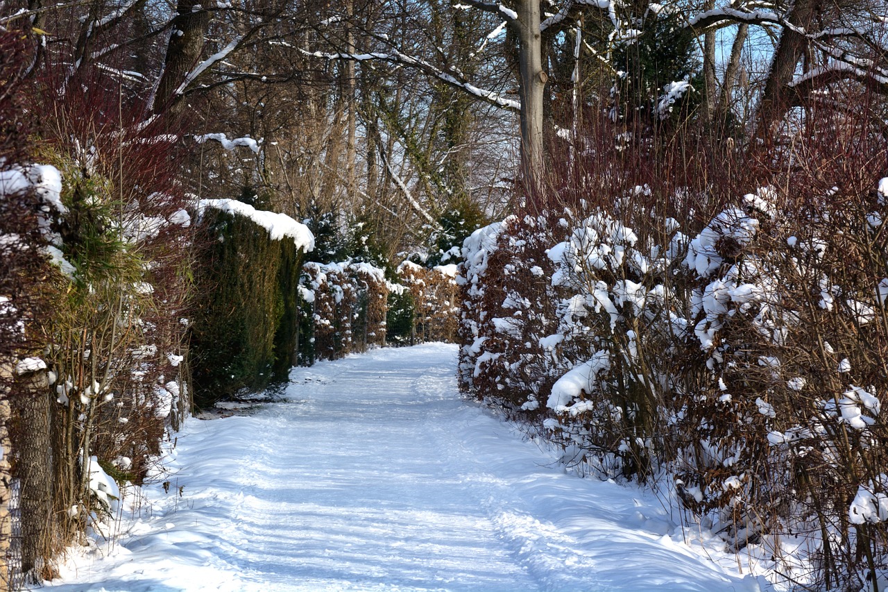 winter snow forest free photo