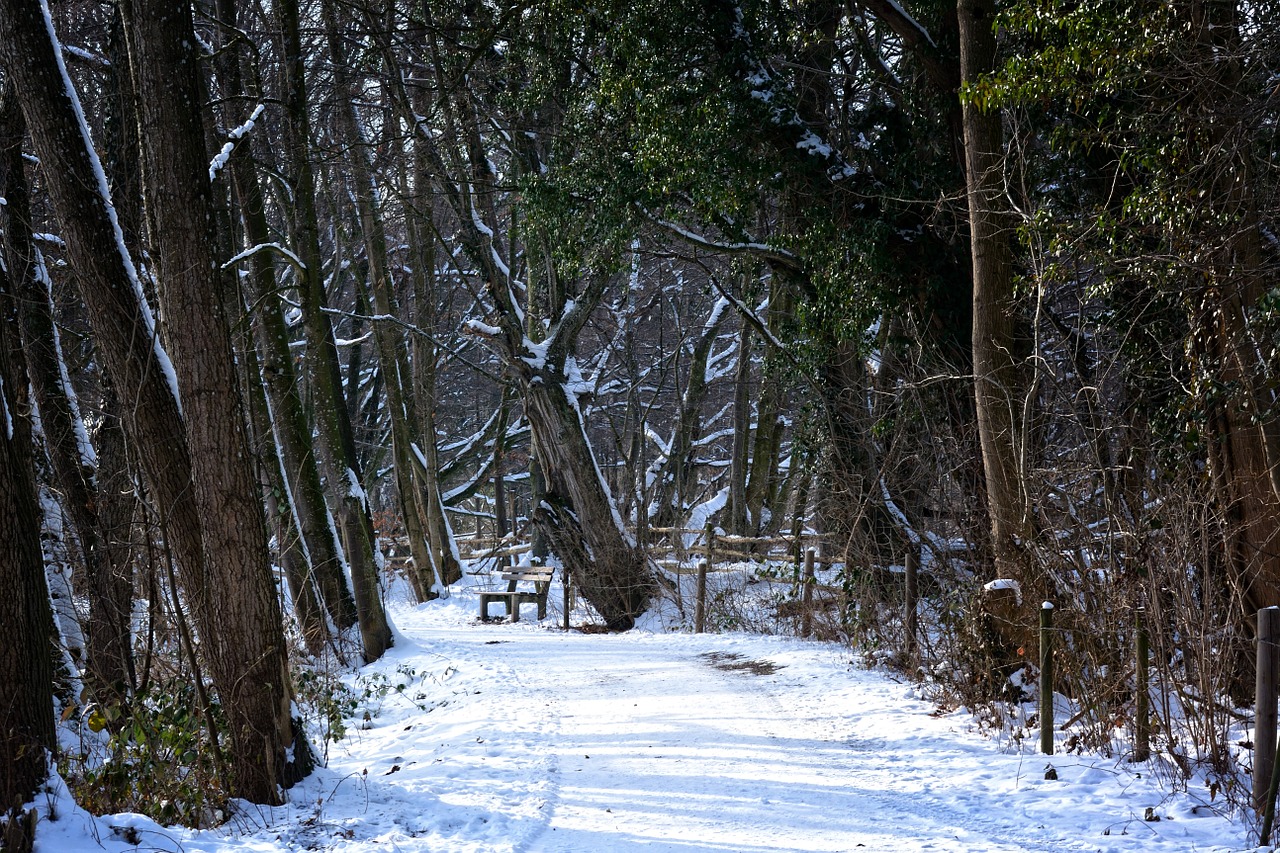 winter snow forest free photo