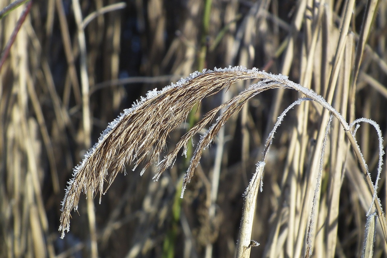 winter reed bank free photo