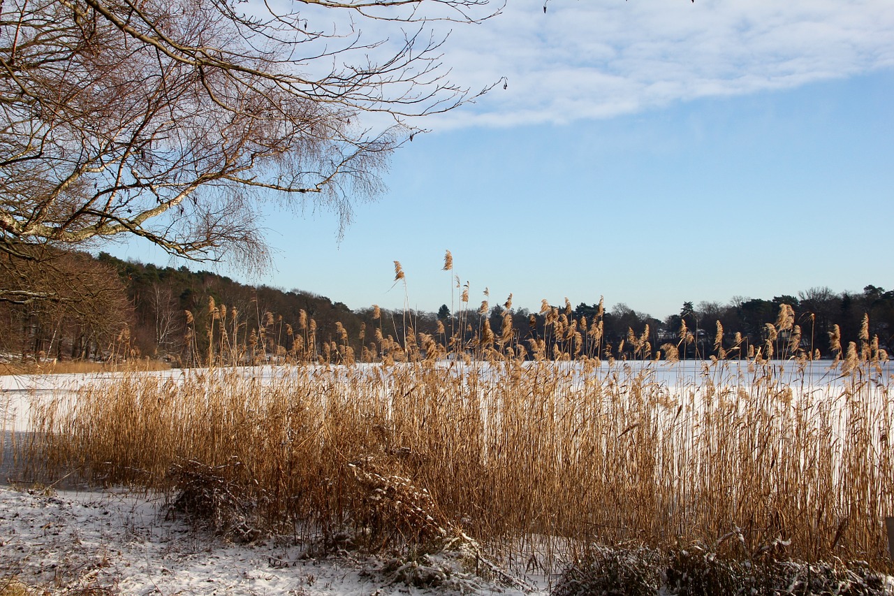 winter lake bank free photo