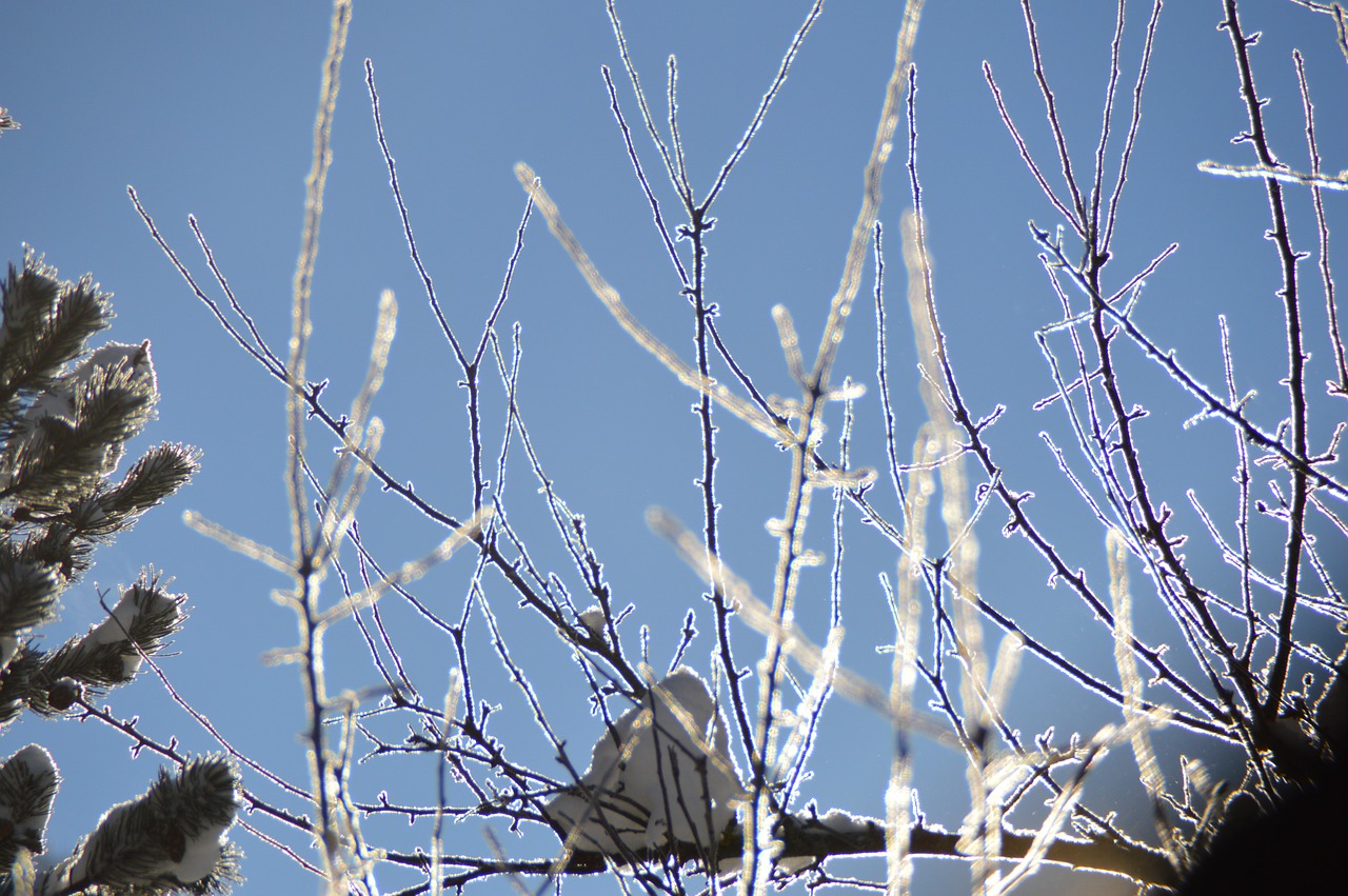 winter ice frozen free photo