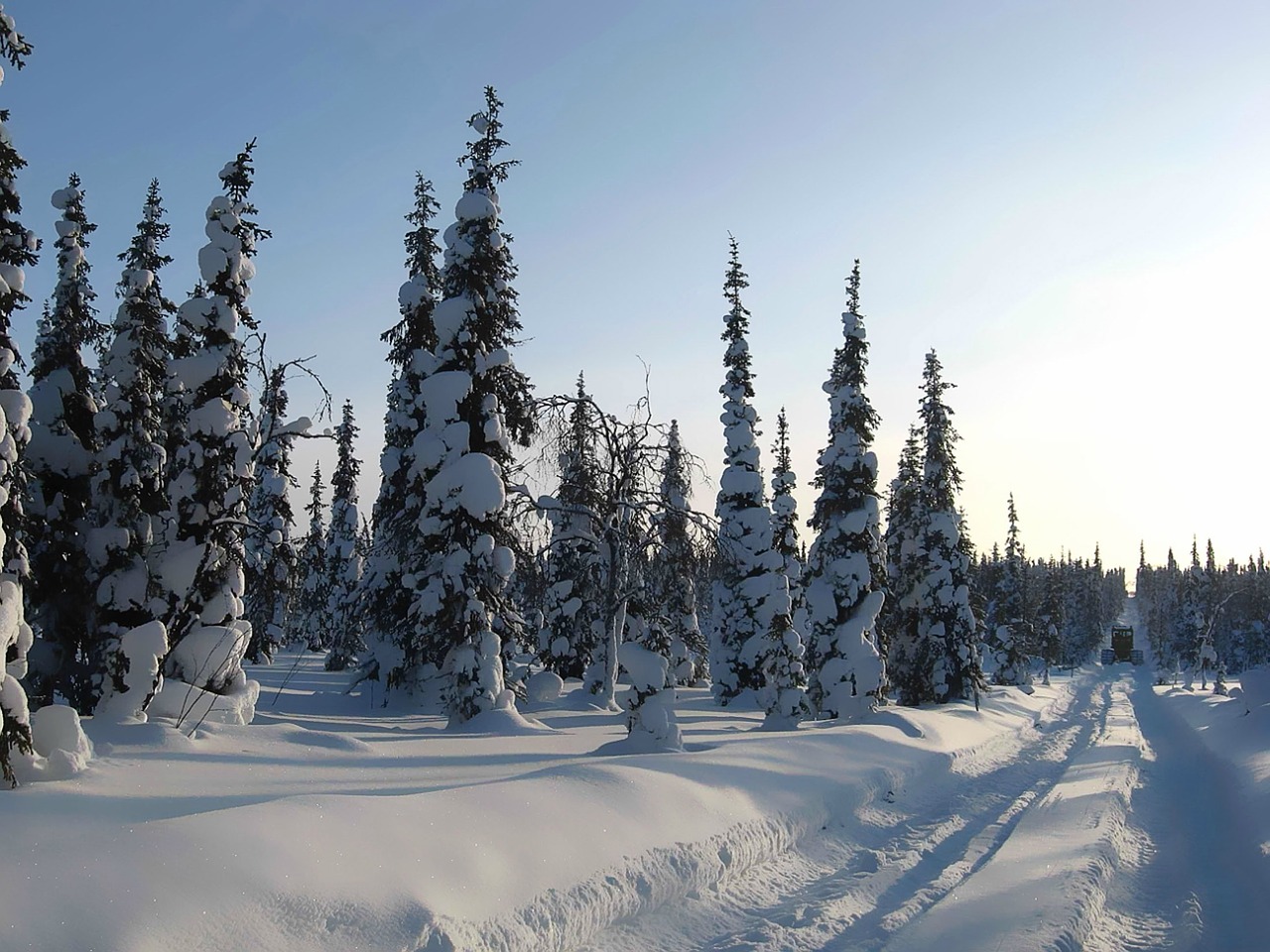 winter snow winter forest free photo