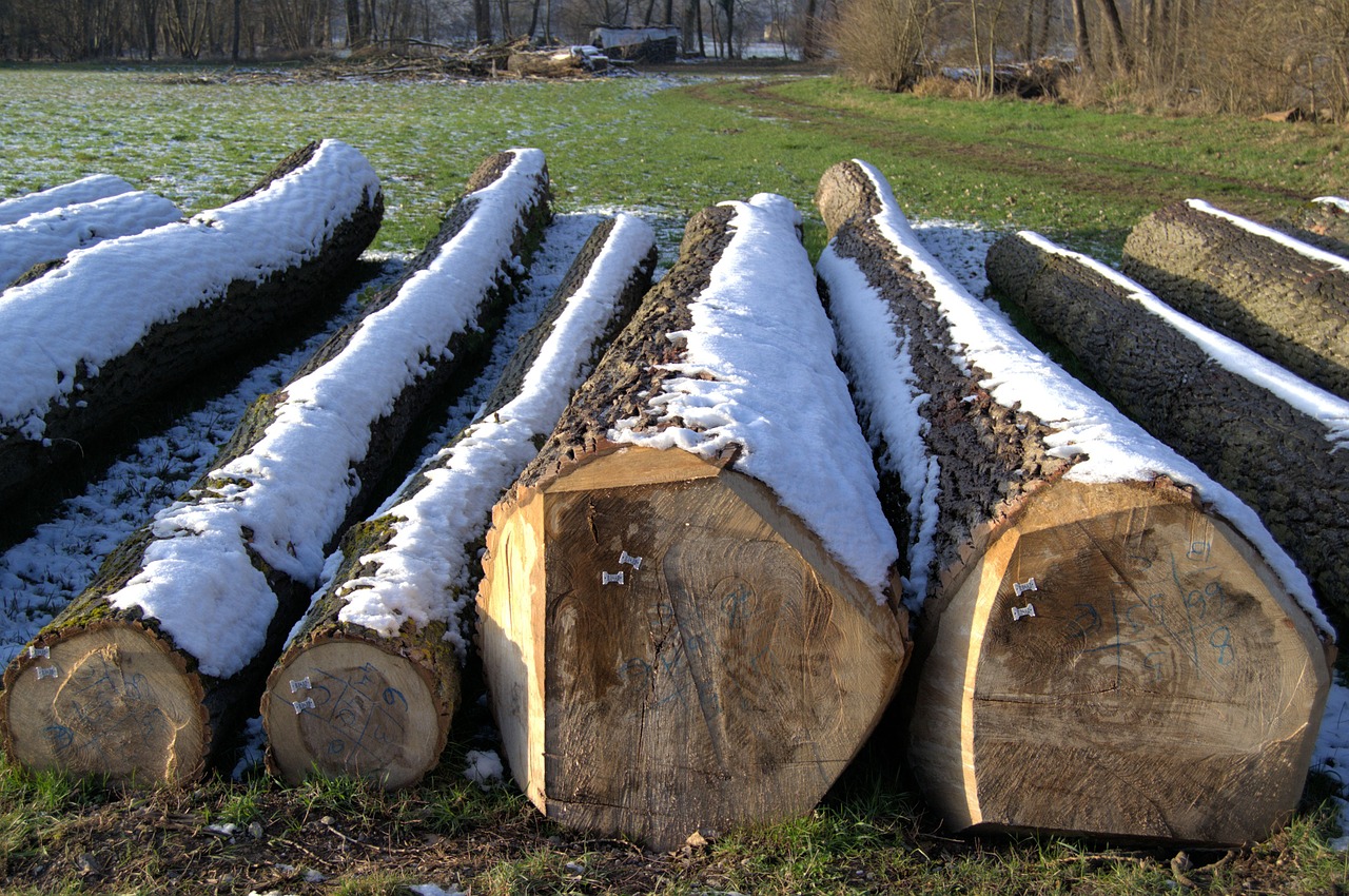 winter log snow free photo