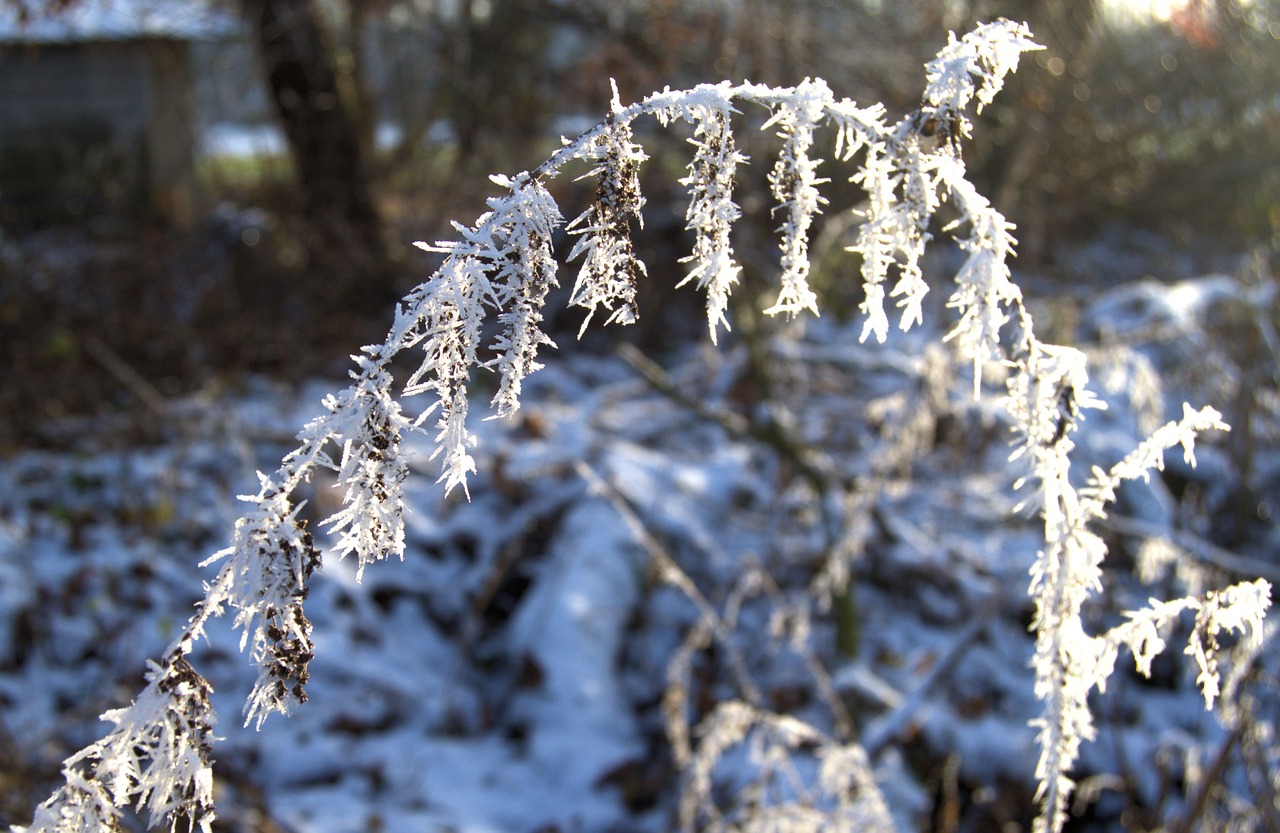 winter plant iced free photo