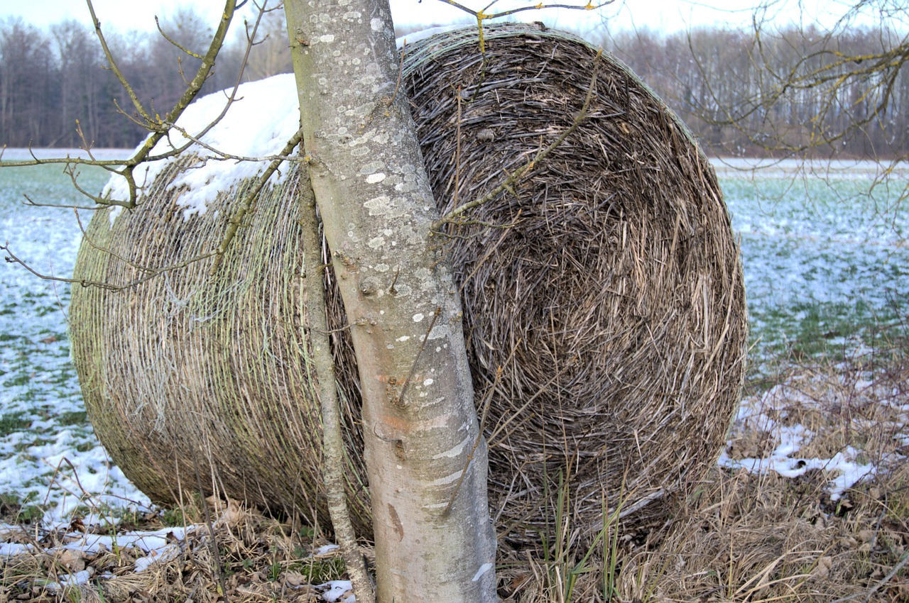 winter tree straw bales free photo