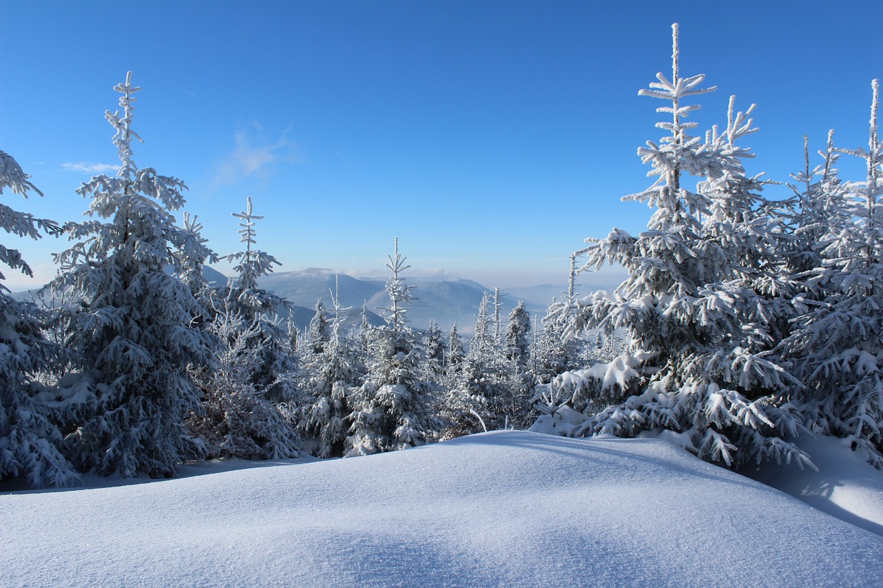 winter snow icing free photo