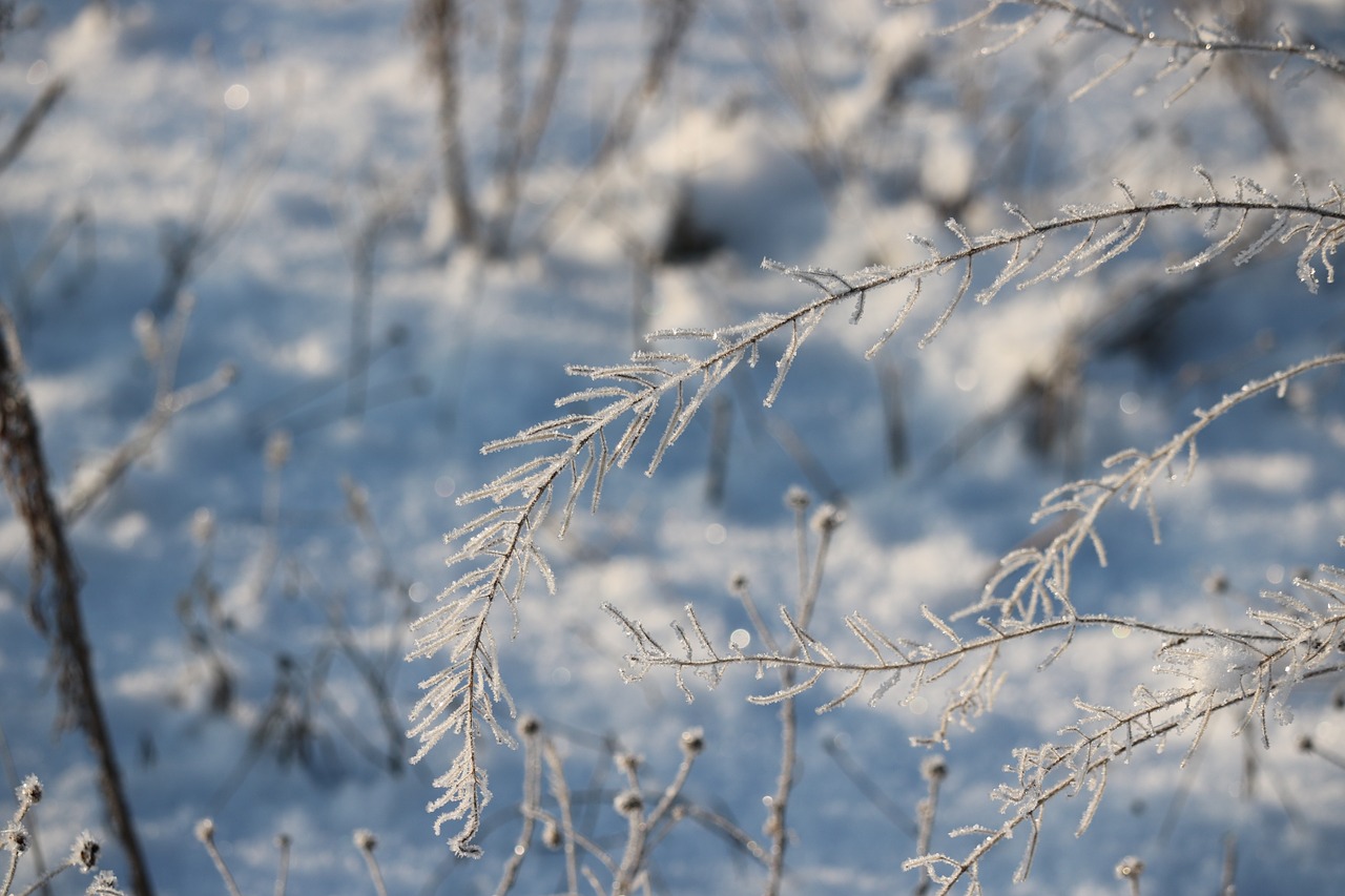 winter iced cold free photo