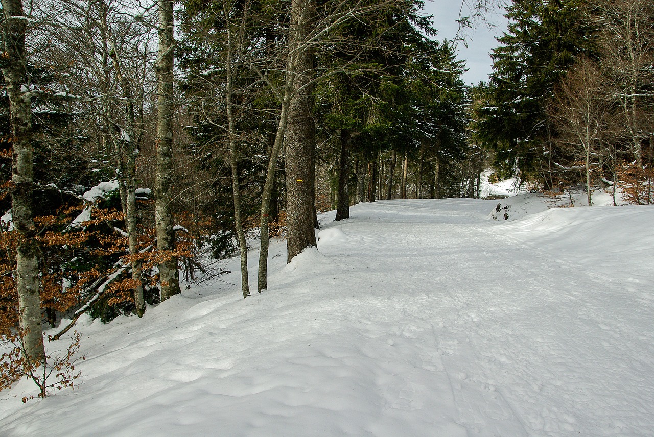 winter snow winter landscape free photo