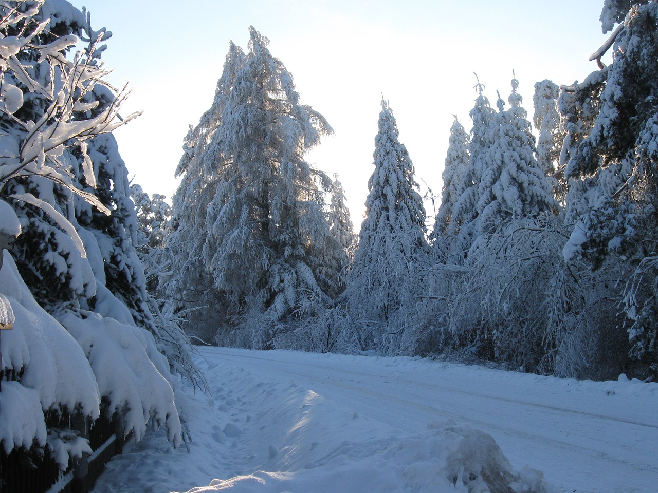 winter way forest free photo