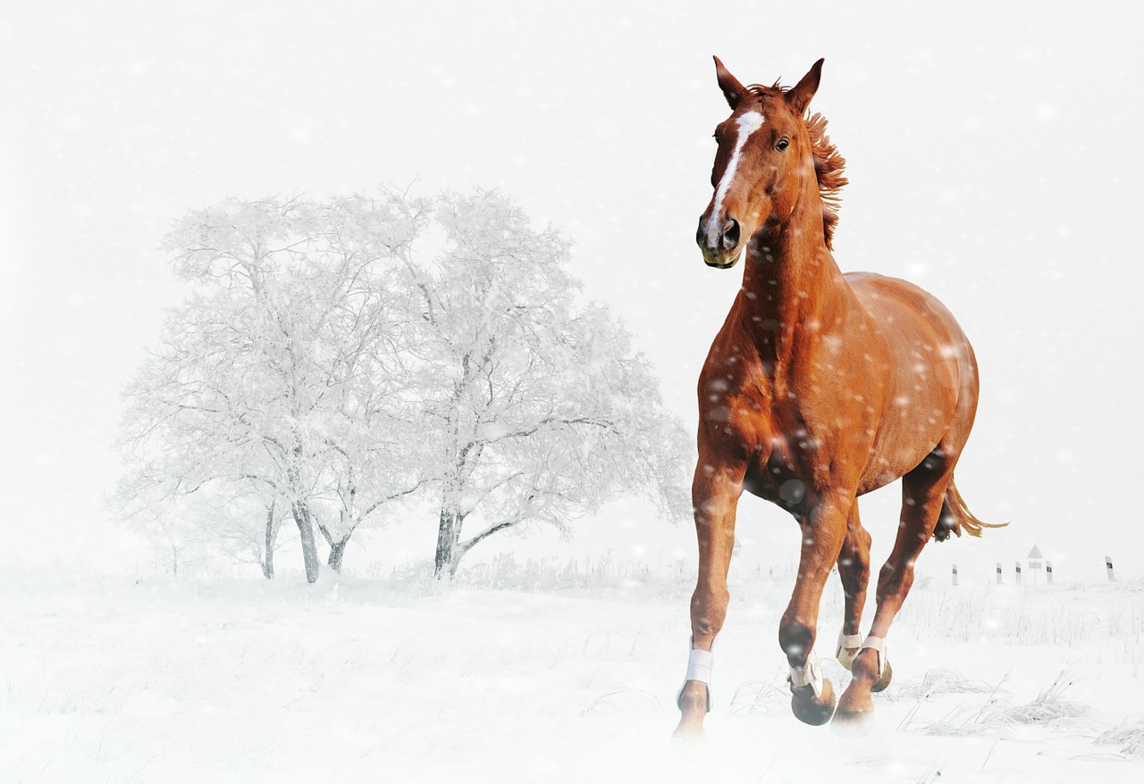 winter horse play free photo