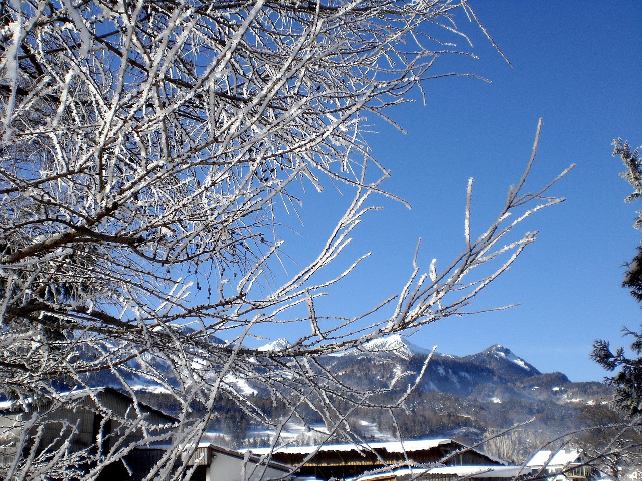 winter wintry snow free photo