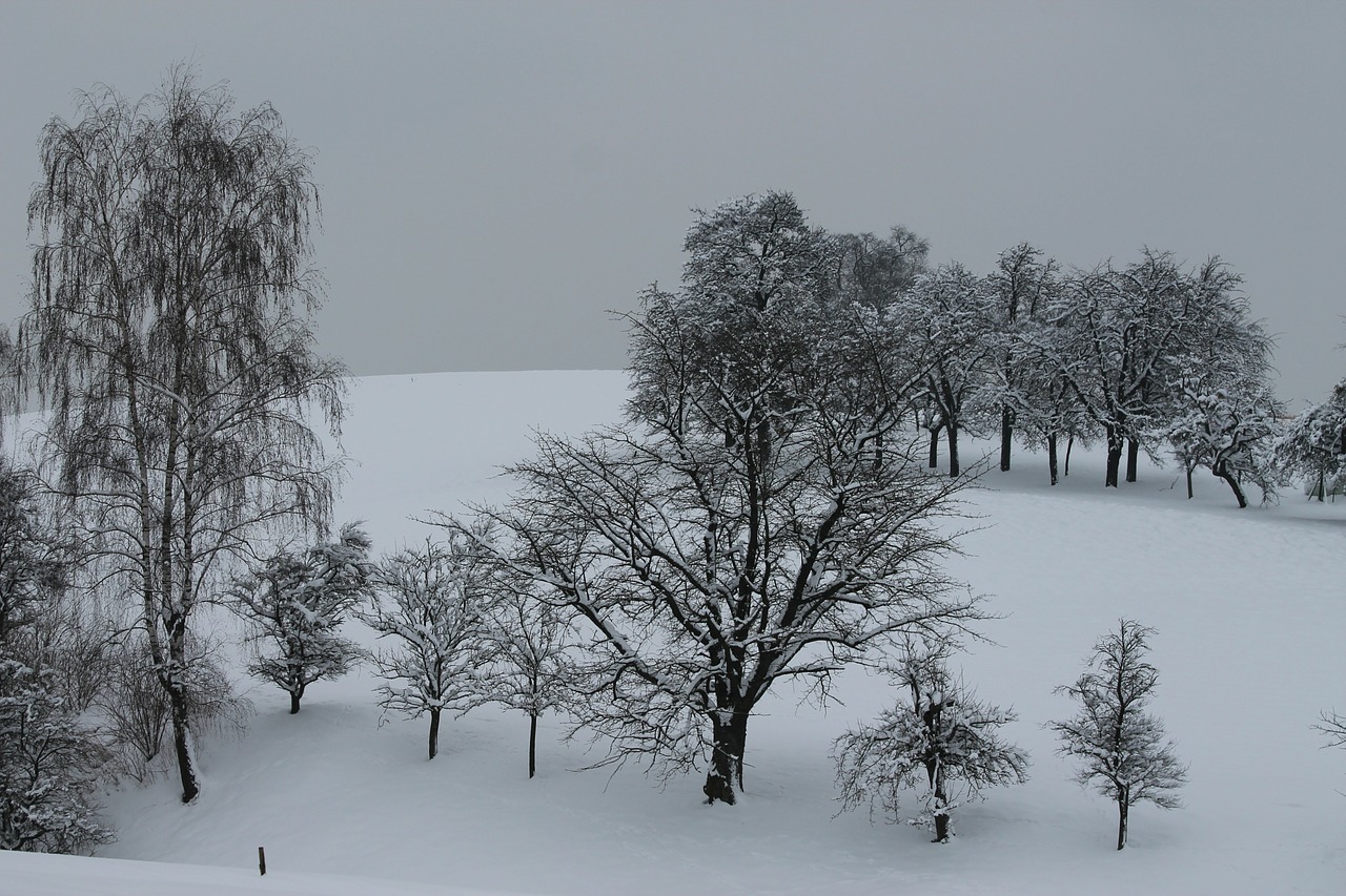 winter trees snow free photo