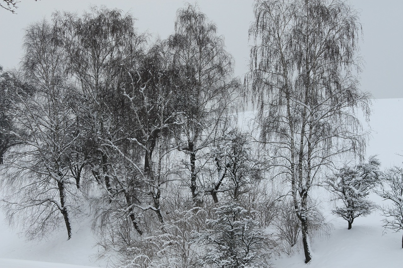 winter trees snow free photo