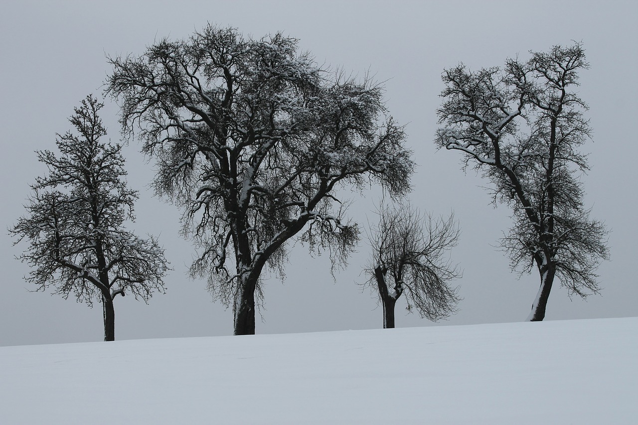 winter trees snow free photo