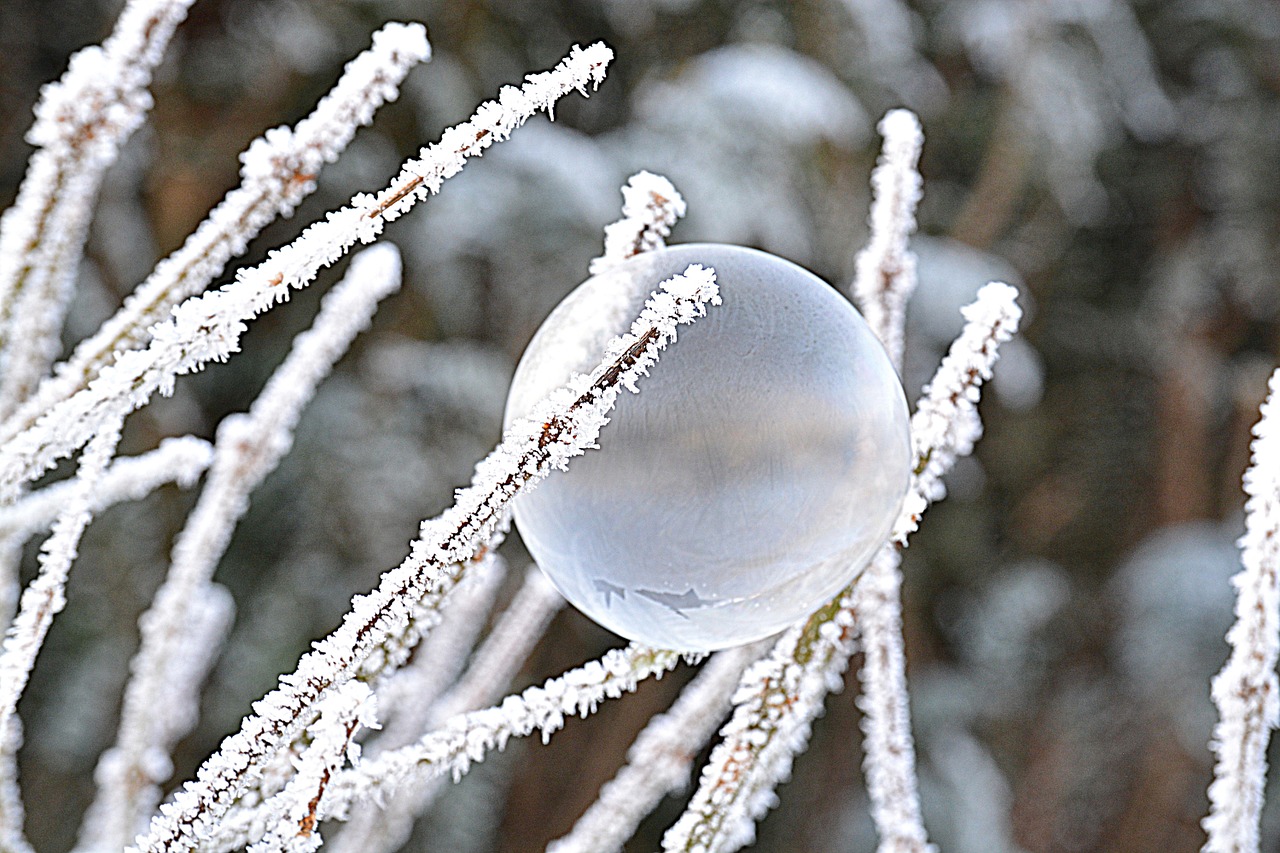 winter frost frozen free photo