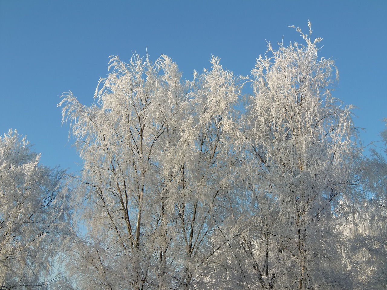 winter frost nature free photo