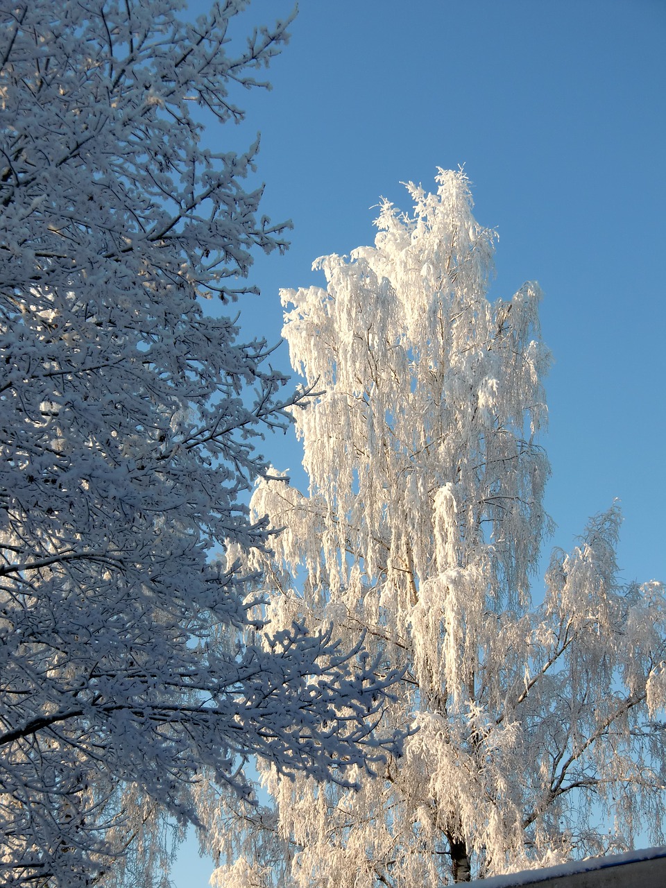 winter frost nature free photo