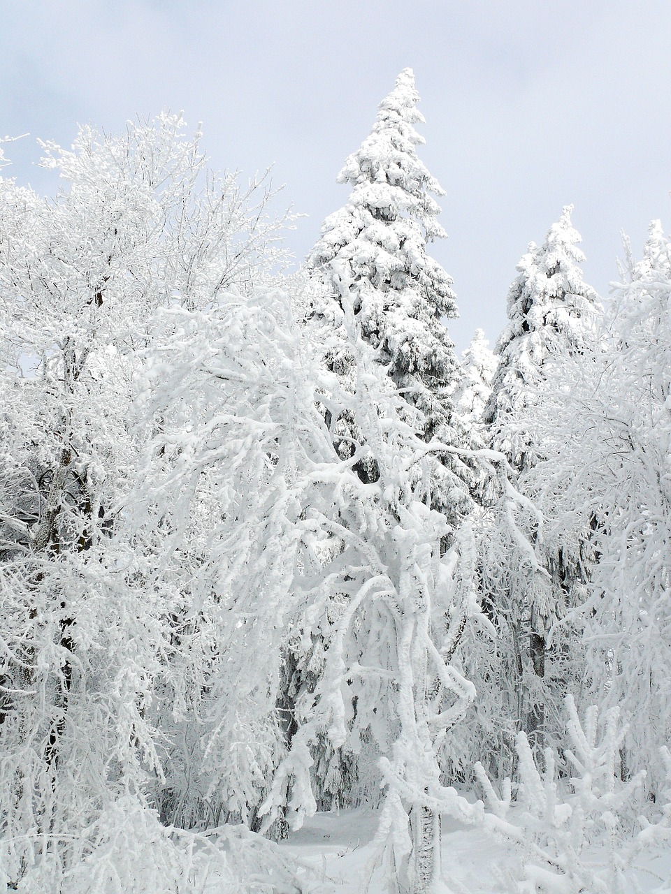 winter snow ice free photo