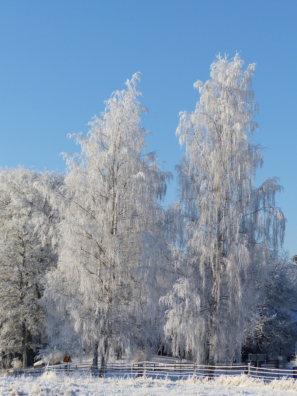 birch winter frost free photo