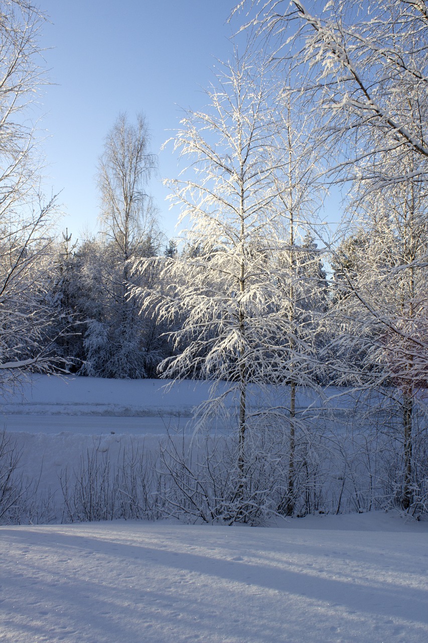 winter tree birch free photo