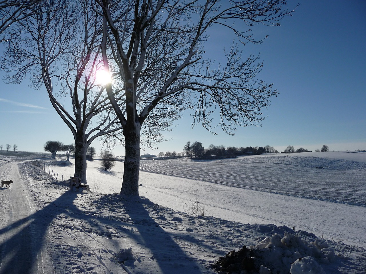 winter sun walk free photo