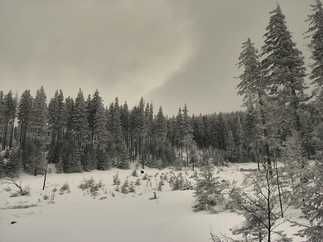 winter trees snow free photo