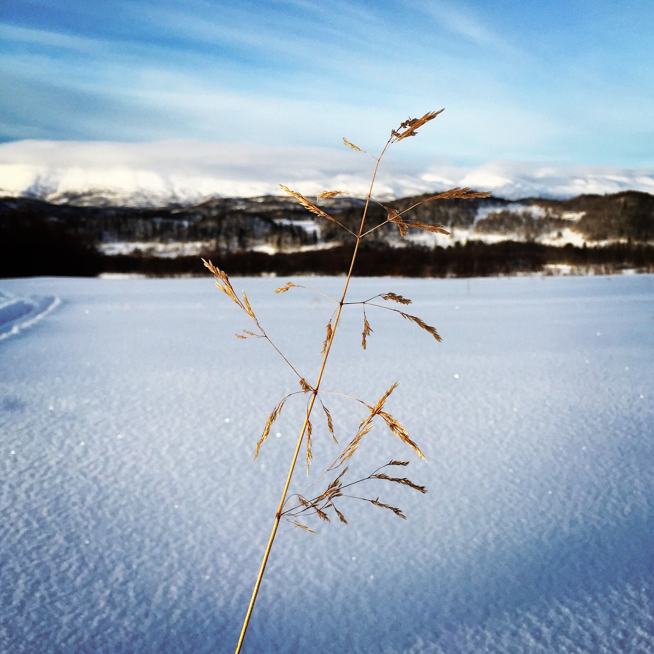 winter snow nature free photo