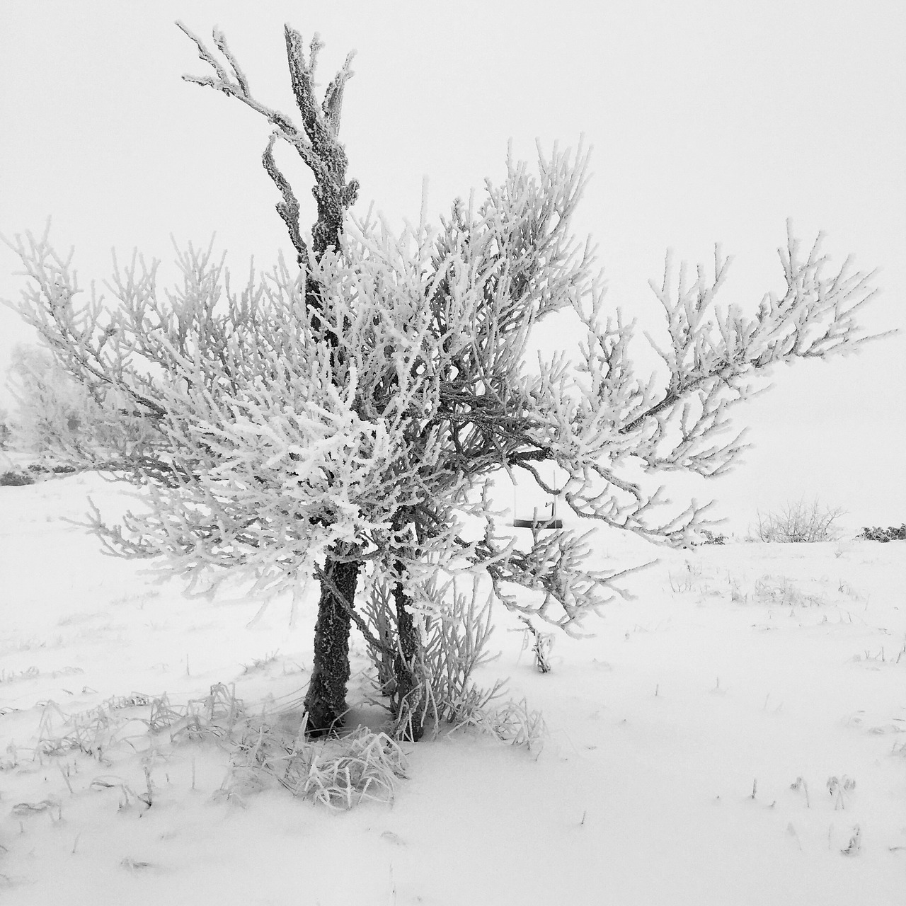 winter snow tree free photo