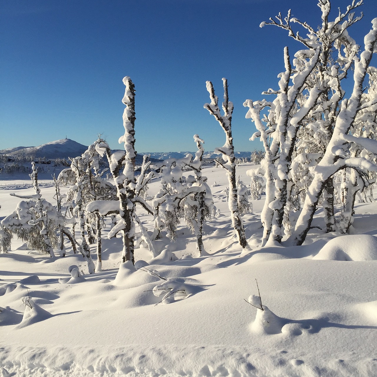 winter snow nature free photo