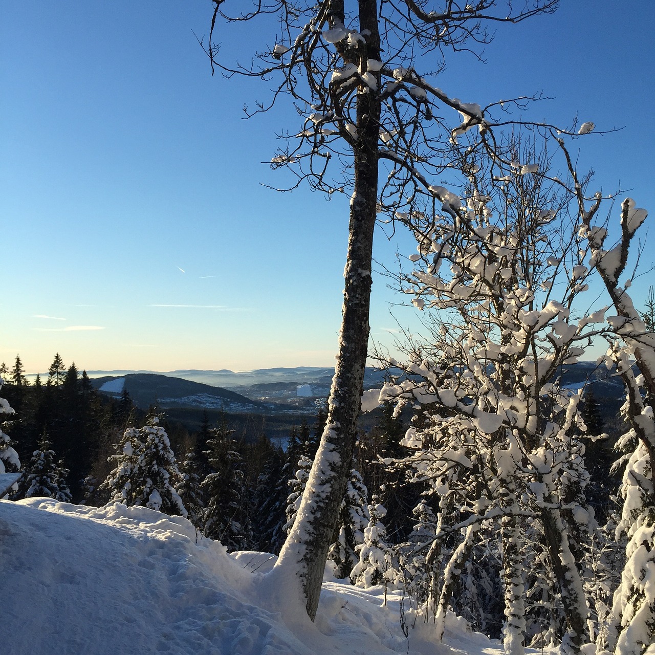 winter snow nature free photo