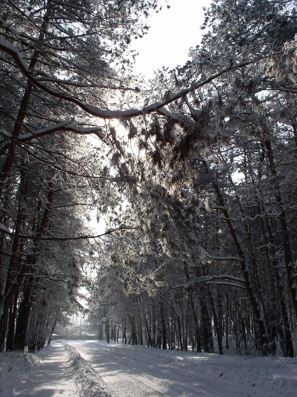 winter snow landscape free photo