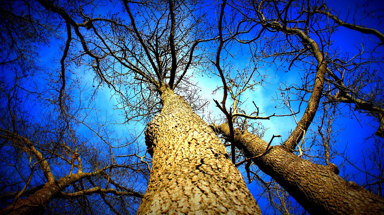 winter tree nature free photo