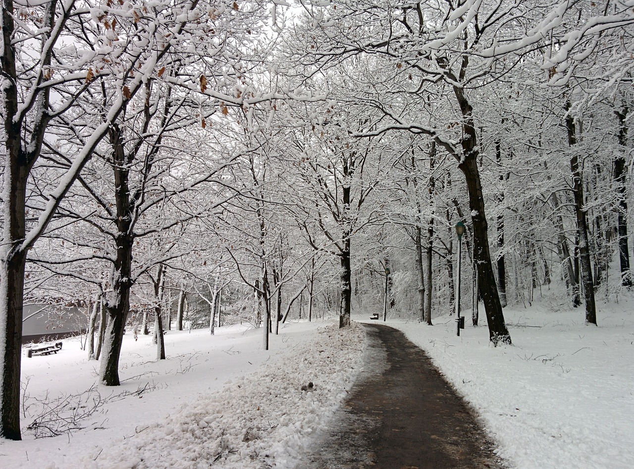 winter forest path free photo