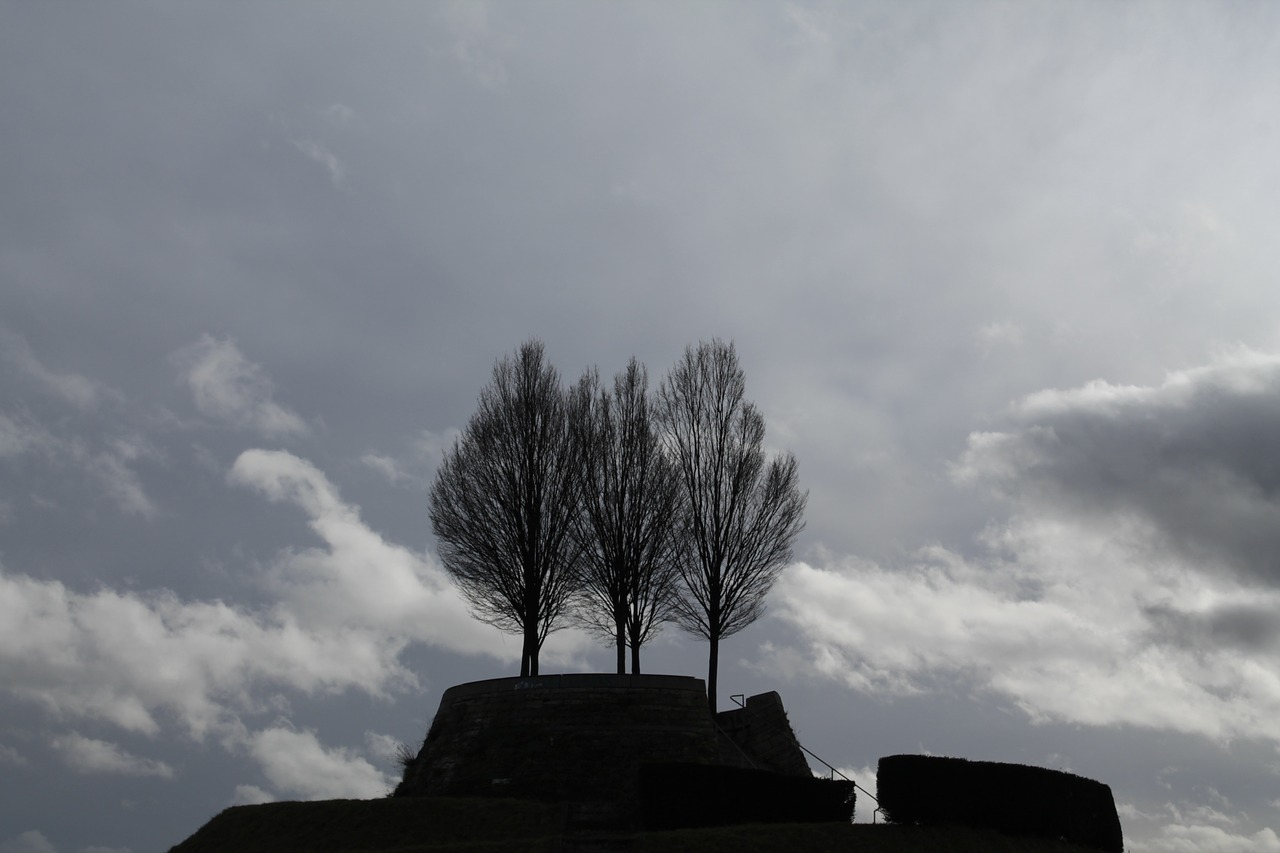 winter trees kahl free photo