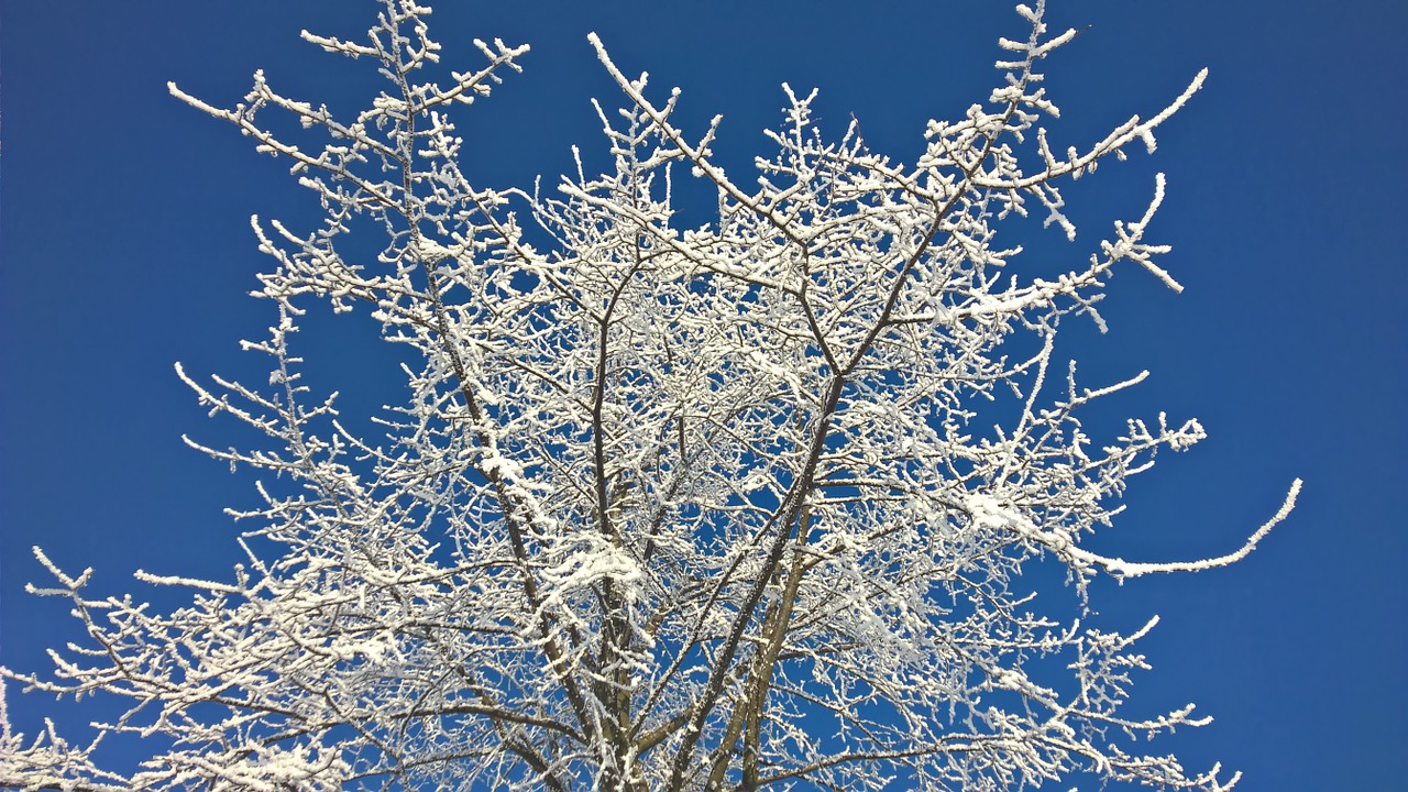 winter snow sun free photo