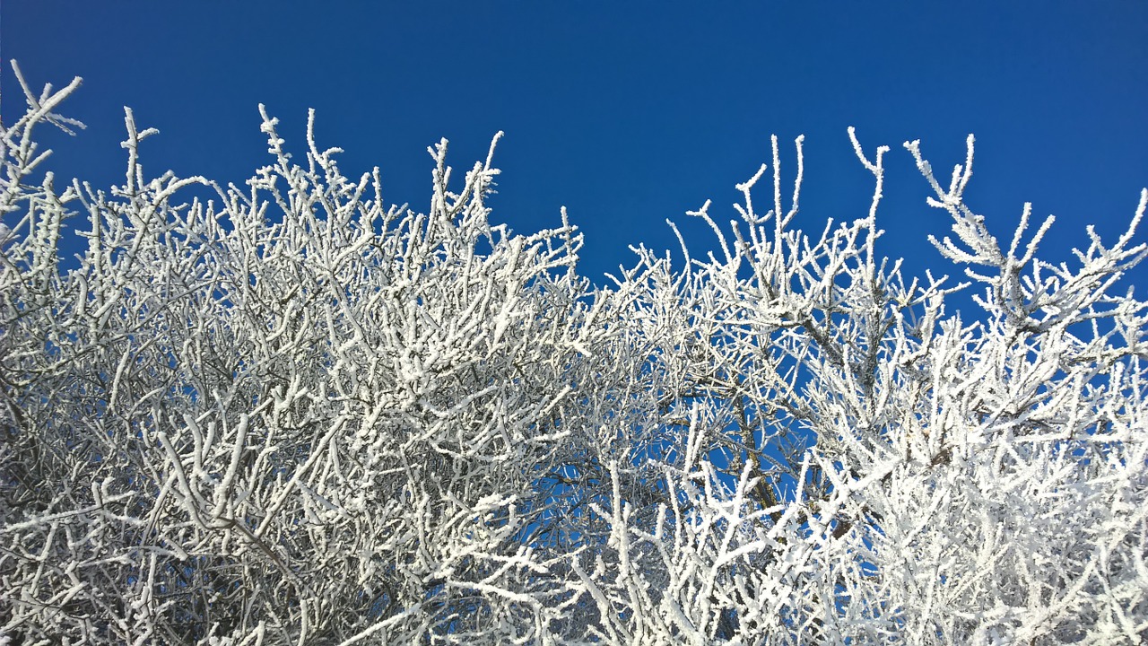 winter snow sun free photo