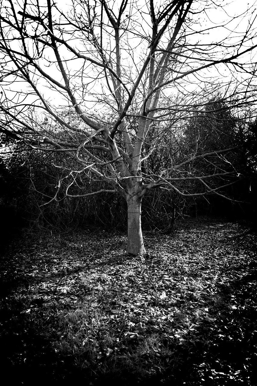 winter tree aesthetic free photo