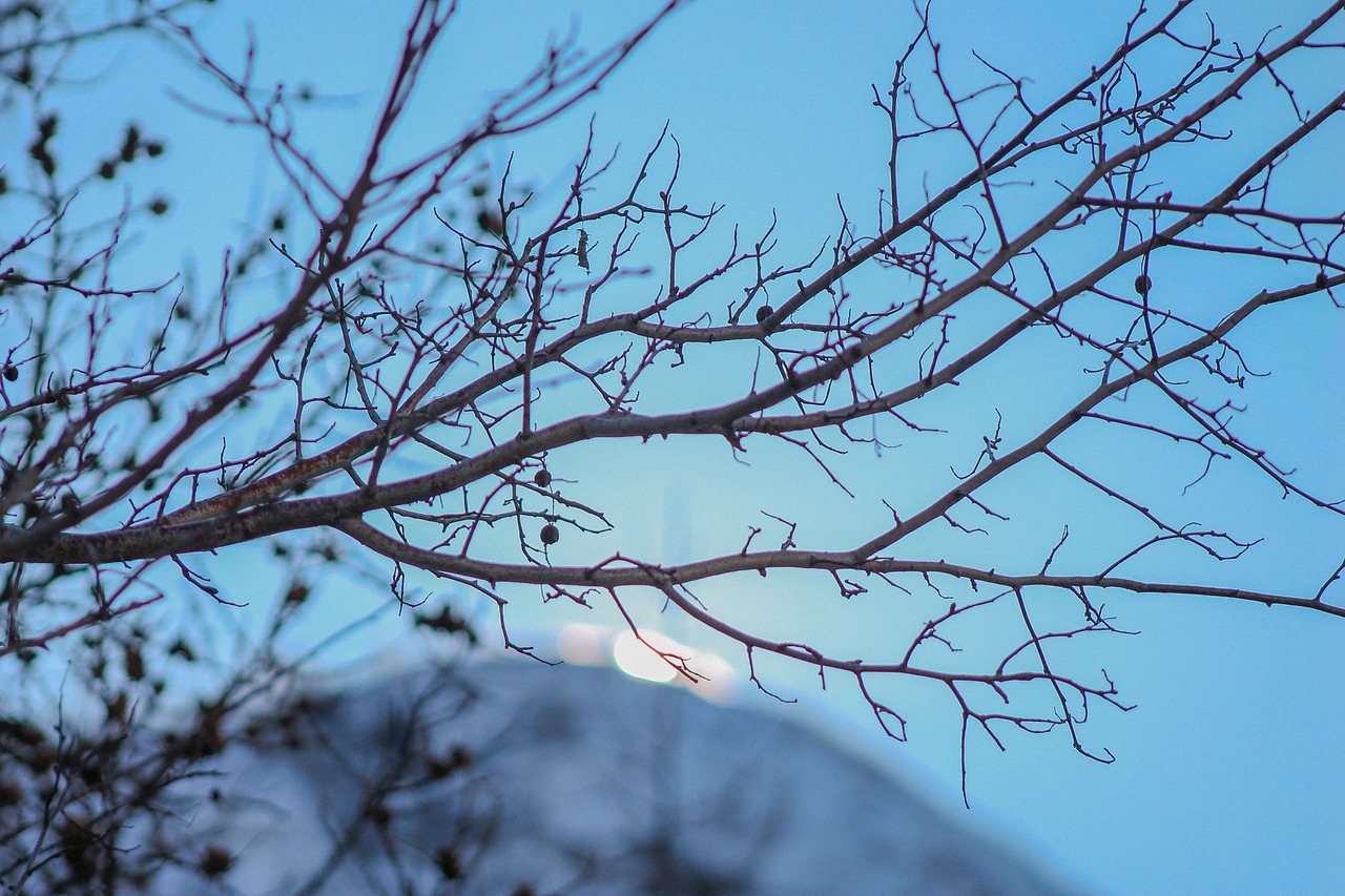 winter tree mountain free photo