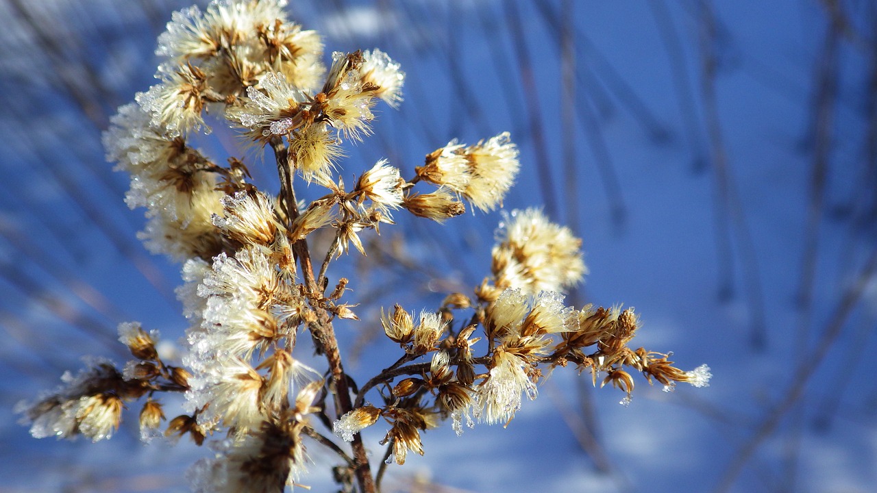 winter ice snow free photo