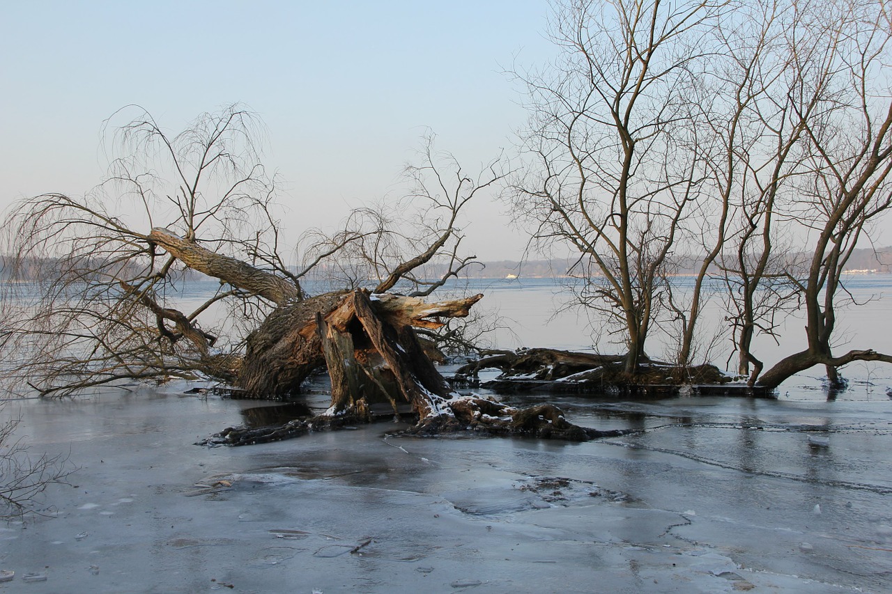 winter ice trees free photo