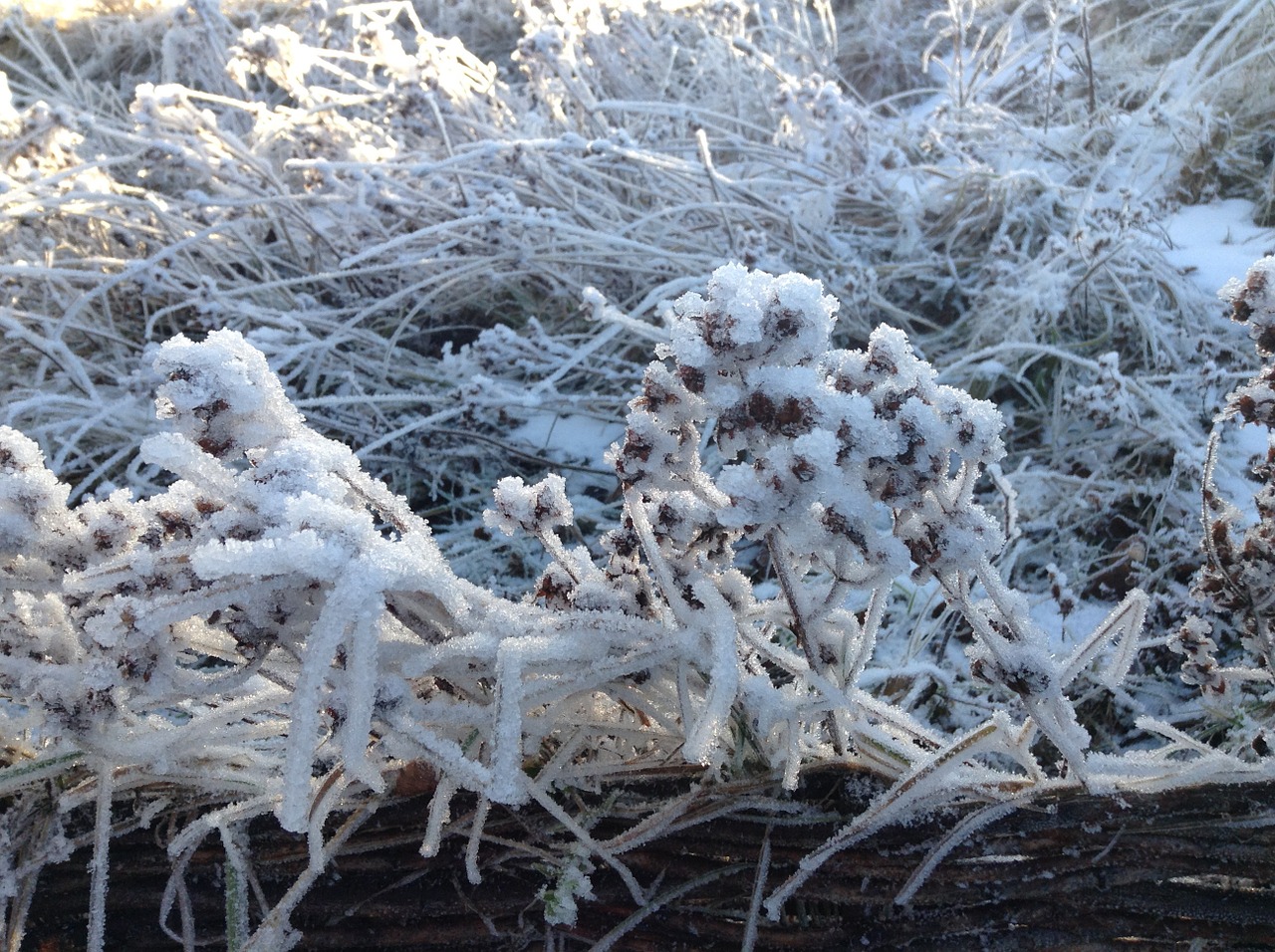 winter landscape snow free photo