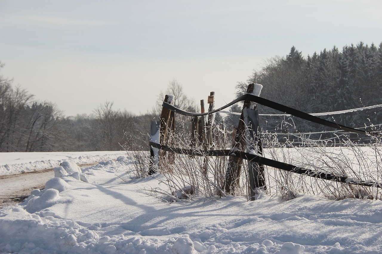 winter snow wintry free photo