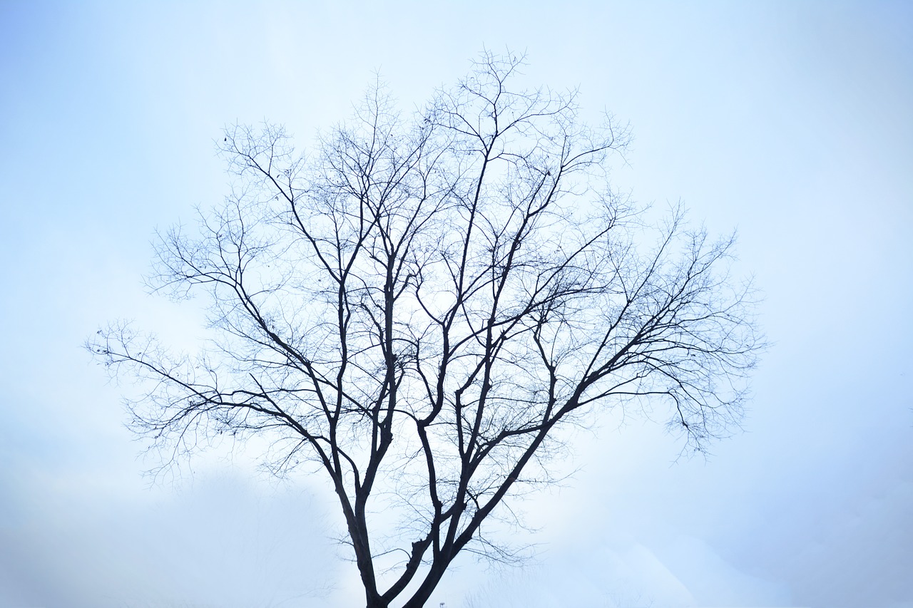 winter tree lonely free photo
