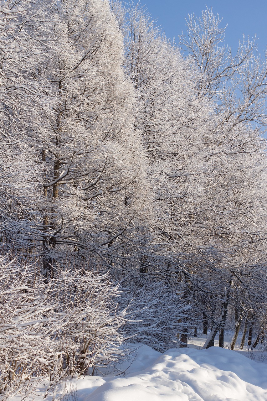 winter trees snow free photo